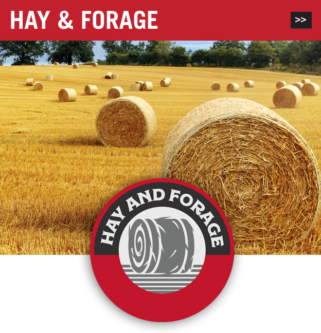 hay and forage