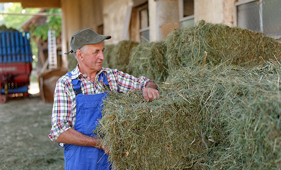 hay and forage 2